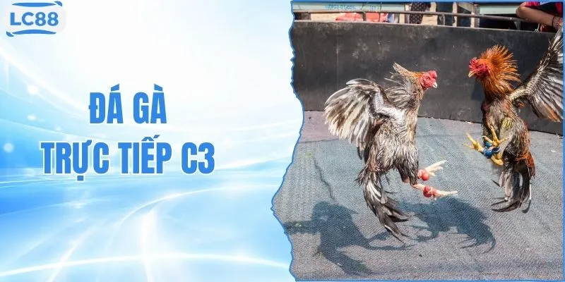 Đá Gà Trực Tiếp C3 Full HD 1080p Với 10+ Góc Quay Đẹp