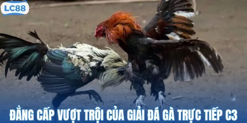 Đẳng cấp vượt trội của giải đá gà trực tiếp C3