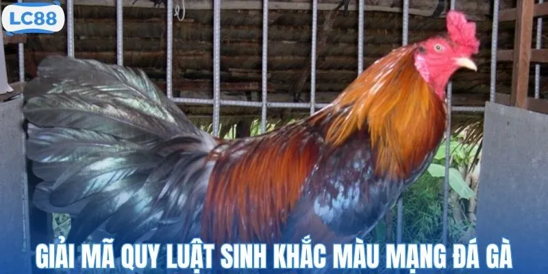 Giải mã quy luật sinh khắc màu mạng đá gà