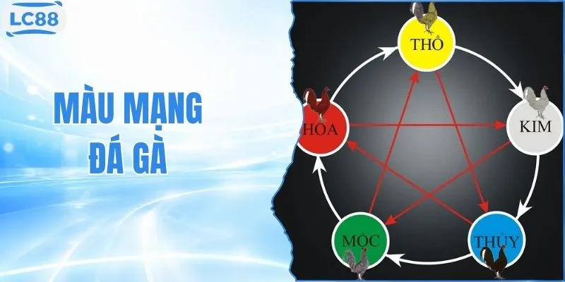 Màu Mạng Đá Gà - 5 Hành Phong Thủy Để Chọn Kê Chiến