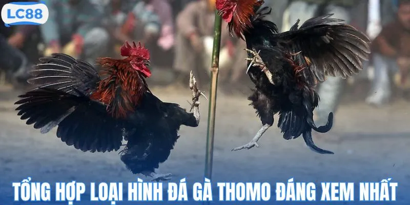 Tổng hợp loại hình đá gà Thomo đáng xem nhất